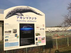 アキシマクジラ出土地