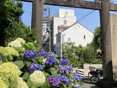 【文京区　白山神社】
　白山神社は東京のアジサイの名所で調べると必ずと言って良いくらい出てくる場所の一つです。