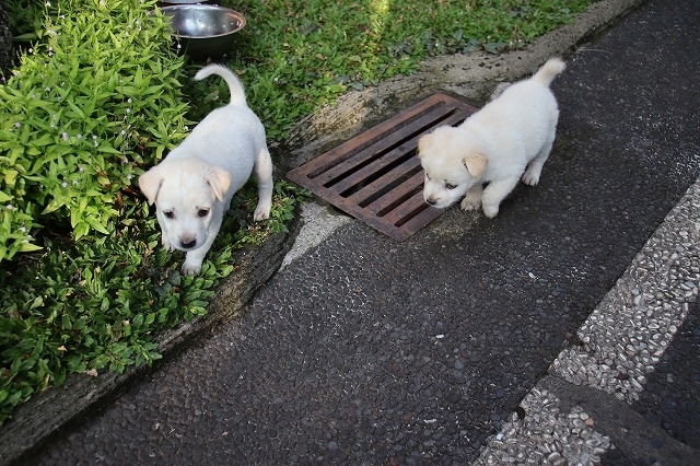 宿に着くと生後1か月の子犬が迎えに来てくれました、<br />　かわいいですね。