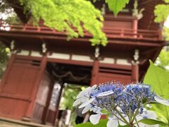 【松戸市　本土寺】
　数年前『マツコの知らない世界』でやっていた、千葉県の紫陽花のお寺。今年も行ってきました。