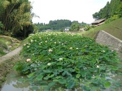 山ノ頭（やまのかみ）蓮園