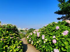 お次は、旧中川水辺公園。
亀戸中央公園の川岸にあります。