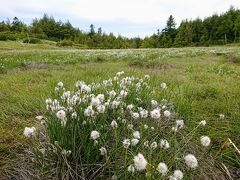 前山湿原ではまもなくワタスゲが満開。