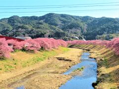 「みなみの桜と菜の花まつり」で泊まった