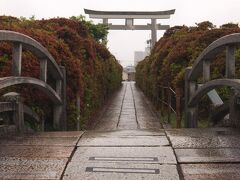 京都駅からJRで長岡京駅へ、そこから徒歩15分弱で長岡天満宮へ。
あらら…（涙）
この参道の両側に咲く鮮やかな深紅のキリシマツツジが見たかったのに…(-_-メ)
既に終わって茶色(*_*;
一般的なツツジは5月下旬でも咲いているので、種類が全く違うのかな？