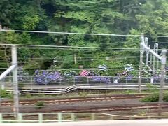 写真がブレブレだけれど・・・
北区の王子にある飛鳥山公園。。紫陽花で有名なのです！！
ここの紫陽花も綺麗に咲いていましたよぉ～
