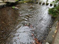 その神社のとなりにあるのがこの川です。
趣あるし、夏が似合いますよね～