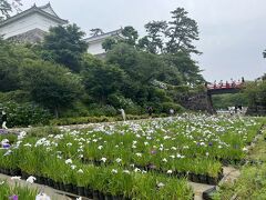 花菖蒲、ちょうど見頃の様でした（少しピークは過ぎたか）