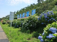 下仁田あじさい園