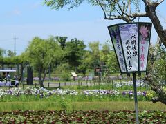 あやめパークは昔は水生植物園という名前だったので、あやめ以外の水辺のお花もあります。
あやめのシーズンが終わると、はす祭りが行われるようです。