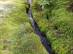 細い水の流れ、水があるから苔が多いし枯れないのでしょうか。