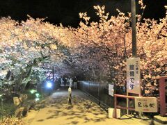 館橋（夜桜ライトアップ）
