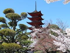 桜と青空と五重塔