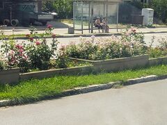 カザンラクの街が近づくと、バス停前の花壇がバラで満開です。