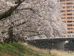 ●足羽川土手

ちょっと強い風が吹き始めて、見事な桜吹雪になりました…。