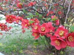 スタートはある春の日の北海道大学。
せっかく鮮やかに咲いて和ませてくれているのに、あなたのお名前忘れてしまったわ。