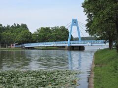 水元大橋（東京都葛飾区水元公園）

細長い水元公園の北からも、南からも途中で必ず渡るこの水色の斜張橋は、公園のシンボルになっています。