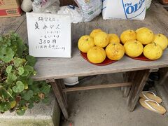 果物大好き姉妹に夏みかんどうかな？と思ったけど、正直に書いて頂いていたので、遠慮する事にしました…笑