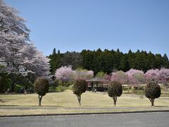で、やってきたのは「城山公園」

道の駅の端にも公園っぽいのがあり そこにも桜はあるみたいでしたが
近くに駐車場が無く 車を出しちゃったので。

城山公園へはグーグルマップに従って 狭い急な道を上がってやってきました。
（無料駐車場あり）
広場には桜が沢山見えます。