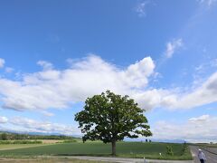 セブンスターの木も緑の葉が多くなり形がきれいに整ってきました。