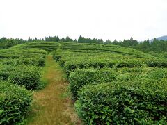亀山茶畑