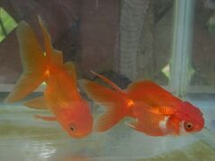 和蘭獅子頭(オランダシシガシラ)
全開訪問時はコロナで、入場できなくて気になっていました。
今回は解放されていて、リベンジできました。
これだけ水槽ですが、後は小さな飼育エリアなので
上から見るので、水の反射があって
写真はちょっと撮りづらい感じ。