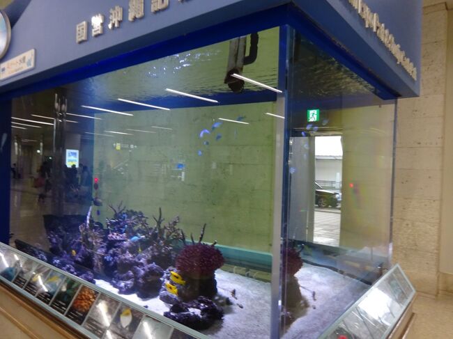 プチ美ら海水族館