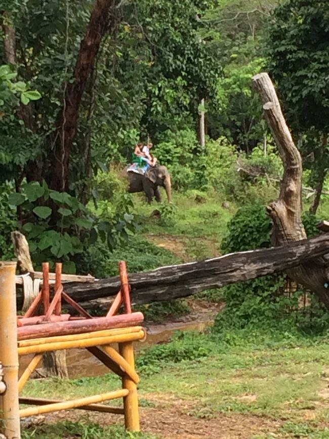 宿の向かい象あるいてます