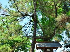 阿蘇神社

別名「縁結びの松」と呼ばれる高砂の松。
1060年前、阿蘇神社の26代宮司・阿蘇友成が宮中参内のため京に上がった際、播州尾上で縁起のよい松に詣で、その実を持ち帰り植えたものを植え替えをしながら育ててきた松なのだそうです。

良縁を望む人は、女性は右回りに２回、男性は左回りに２回松の周辺をまわりご祈願ください、とのことで一応回ってみた（笑）縁結び、ご縁あるかなぁ？( *´艸｀)