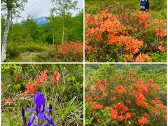 ここも花の季節、乗鞍高原の満開のツツジです。