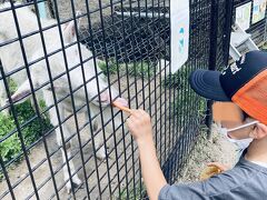 そしてここ、栗山公園にはこれまた無料のなかよし動物園があるのです。
ヤギにエサを。
ちなみにエサは優良です。
タダで遊ばせてもらってるんだから、何か貢献しなきゃ。