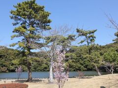 標高４０ｍ、小高い山の上にある桜ヶ池（写真）に行ってみました。東西北の三方を原生林に囲まれ、深い緑色の水をたたえる神秘的な池で、とてもいい雰囲気でした。