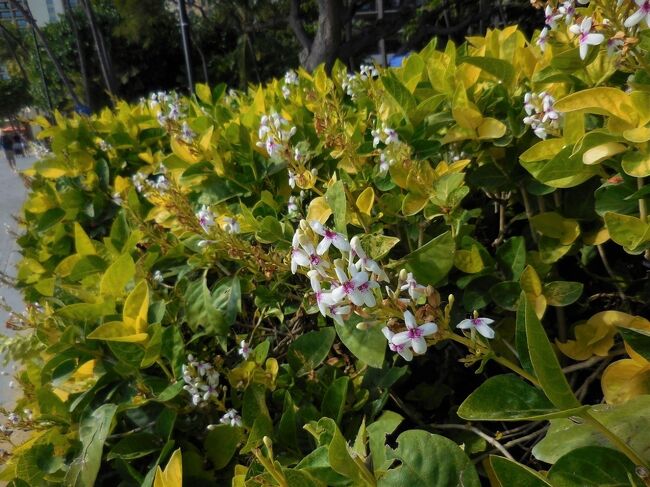 ハワイはこれから、最も花盛りになる季節です。