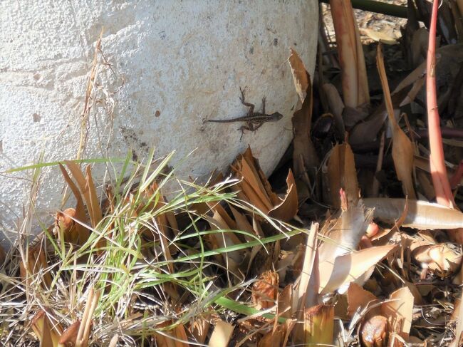 むむむ...。　ここにもまた、ハワイアンゲッコーの姿がちょろちょろと...。