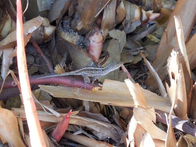 私の三人息子が小さかった頃に、こういうのを見つけると夢中で追いかけていた姿を思い出しますよ。<br />それもまた、私のハワイの思い出です。