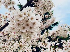 まだまだ満開の桜模様