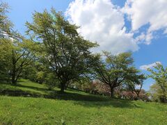 この後は、一昨年偶然五鹿山に咲くヤエザクラを見つけたもので期待して訪れました。向こうの一角に見えましたよ。桜が。