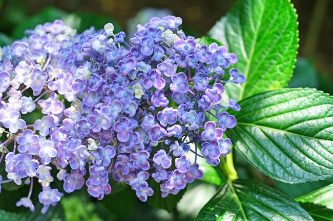 睡蓮が見頃の 草津水生植物公園 みずの森 をちょこっと訪問 草津 滋賀 滋賀県 の旅行記 ブログ By Akikoさん フォートラベル