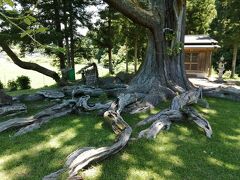 うわー、これはすごい。
“根上り杉”の名どうり根が地面をのたうち回っています。これでも倒れないということは地中にも根が這っているんでしょうね。
