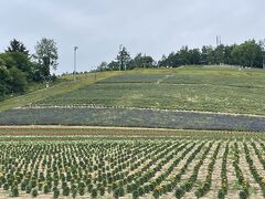 ファーム富田に行く途中にある「なかふらのフラワーパーク」　駐車場で停めたけど、お花が満開になるのはもう少し先だね。リフトに乗って丘の上まであがることができます。

なかふらのフラワーパーク
https://nakafukanko.com/spot/spot-139
中富良野町宮町2-1
0167-44-4488
