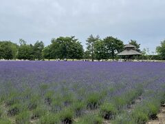 なかふらのフラワーパークからファーム富田はすぐそこ。富良野は道も空いていて、観光客もいないね、と思っていたのに、ファーム富田の駐車場はほぼ満車。たくさんの観光客にびっくり。人が集まる理由はただ一つ、ラベンダーがきれいに咲いてる！

ファーム富田
https://www.farm-tomita.co.jp
071-0704 
北海道空知郡中富良野町基線北15号 
TEL 0167 39 3939 