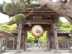 鎌倉の紫陽花といったら、ここ。長谷寺です。
北鎌倉の明月院も「明月院ブルー」なんて言葉もあるぐらい紫陽花で有名なお寺ですが、私はこちら長谷寺の方がお気に入りです。