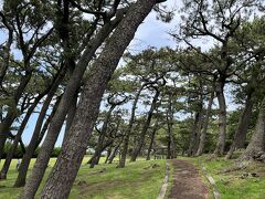 「びゅうお」のすぐ隣にある「港口公園」です。塩害防止と防風のための松林があります。ほとんどの松が風の影響で斜めに伸びてました。公園を抜けて沼津港に戻ろうと思います。