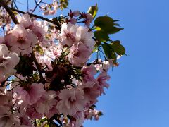 来ました！桜満開