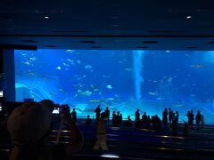 フクギに寄ってから美ら海水族館へ