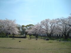 福岡城多聞櫓の桜もきれいですが、さくらまつり関係の機器らしきものが置かれており、雑然とした雰囲気。