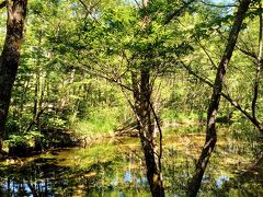 大正池と田代池の間の遊歩道からの眺め(^^)

ホント眼に優しい…(*´∀｀*)