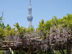 亀戸天神社 藤棚から見た東京スカイツリー