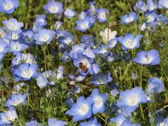 ＜日比谷公園のネモフィラ＞