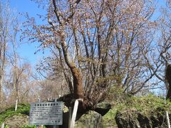 道南の桜の名所として有名なんだそうです。
巨石を割りながら成長した石割桜